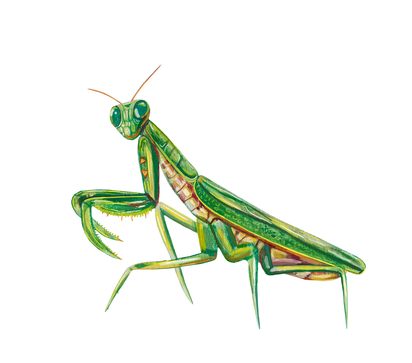Colourful sticker of a praying mantis on a white background